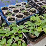 Keď zem ešte spí a sadenice sa už tešia: tajomstvá februárového parapetu ked-zem-este-spi-a-sadenice-sa-uz-tesia-tajomstva.jpg