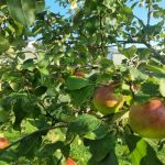 Kedy striekať stromy, aby ste zabudli na červivé jablká: plán ochrany sadu podľa vývojových fáz kedy-striekat-stromy-aby-ste-zabudli-na-cervive-jablka-plan.jpg