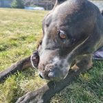 Prečo pustiť psa z vôdzky: cena slobody a neviditeľné riziká preco-pustit-psa-z-vodzky-cena-slobody-a-neviditelne-rizika.jpg