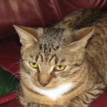 Prečo vám mačka nosí hračky do postele: nočný darček alebo núdzové volanie preco-vam-macka-nosi-hracky-do-postele-nocny-darcek-alebo.jpg