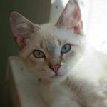 Prečo vás mačka budí za úsvitu: nie hlad, ale kríza riadenia preco-vas-macka-budi-za-usvitu-nie-hlad-ale-kriza.jpg